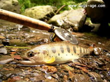 www.dogs-age.com flyfishing & mountain