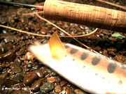 wild trout