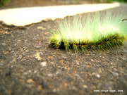 green caterpillar