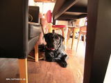 black lab