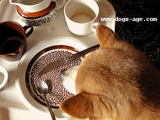 breakfast with nero