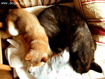 nap