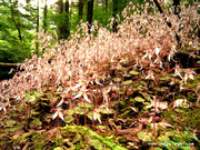 wild flower
