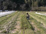 nao farm