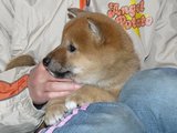 オス2横顔