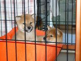 オスメス2