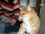 メス2横顔