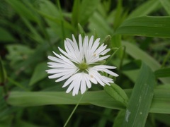 花3
