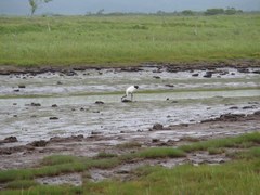 0818_091524霧多布タンチョウ1