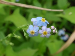 花1