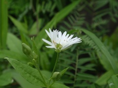 花2