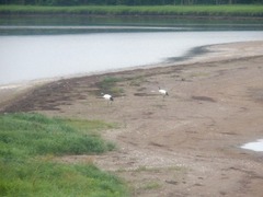 �ǥ����ợ��_20090817_124620