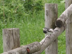 デジカメ撮影_20090818_104709