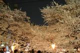 sakura03
