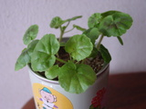 ����˥��ࡡ�礭���ʤ�ޤ�����