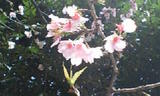 桜 アップ