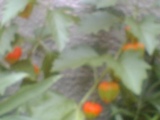 �ۤ�������