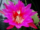 bfb643a9.JPG