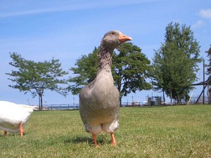 CIMG7168