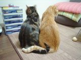 �ĥ�ǥ쥫�åץ�