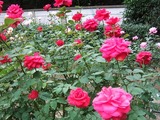 DSCF8081