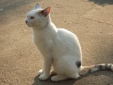 DSCF8039