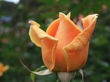 DSCF8080