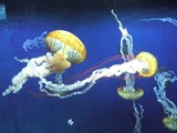 DSCF8035