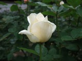 DSCF8076