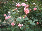 DSCF8087