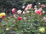 DSCF8077