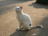 DSCF8040