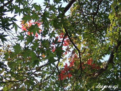 20091031 036