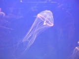 DSCF8032