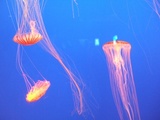 DSCF8036