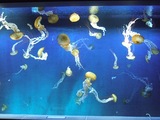 DSCF8034
