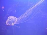 DSCF8033