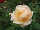 DSCF8089