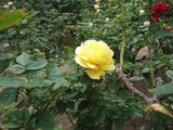 DSCF8093