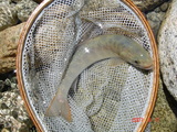 ka iwana1