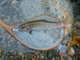 ka iwana2