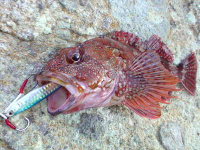 DSC00694