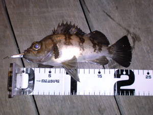 DSC00591