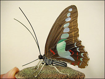 Graphium sarpedon