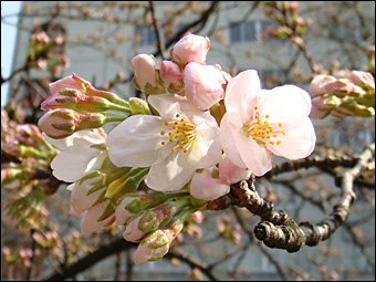 Cherry Blossom