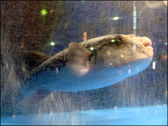 Blowfish