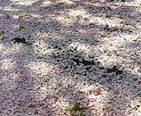 20050427134536.jpg