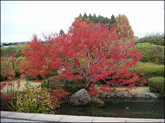 Autumn Colour