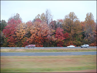 Autumn Colors