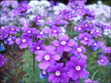 Blue Flowers
